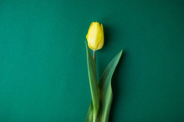 Yeşil arka plan, doğum günü, yıldönümü, Sevgililer, anne veya kadın günü için romantik çiçek açan kartı üzerinde Sarı Lale.