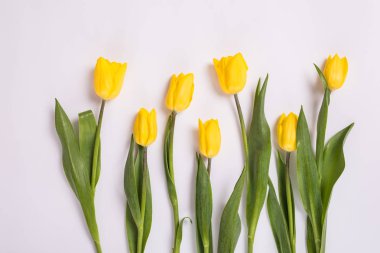 Beyaz zemin üzerine Sarı laleler içinde. Doğum günü, yıldönümü, Sevgililer, anne veya kadın günü için çiçek açan romantik kartı.