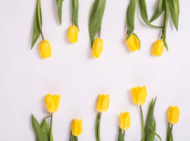 Arka plan ile her iki taraftan beyaz zemin üzerine Sarı laleler. Metin için yer. Kopya alanı ile Üstten Görünüm