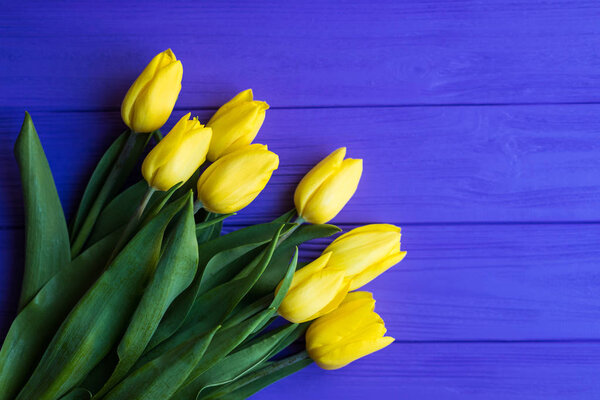 Background with yellow tulips on purple painted wooden planks. Place for text. Top view with copy space