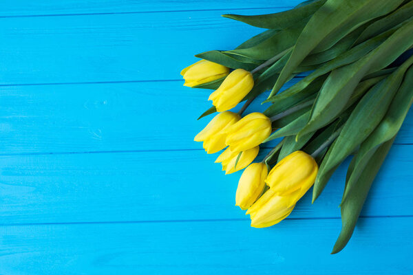 Background with yellow tulips on blue painted wooden planks. Place for text. Top view with copy space
