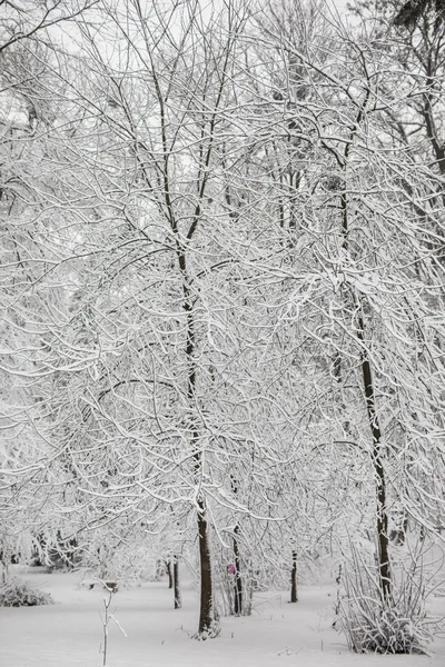 Trees with snow in winter park — Stock Photo, Image