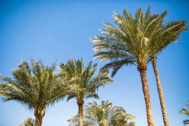 Vintge Palm ağaçlar Vintage - açık yaz gökyüzü. Yaz sezonu