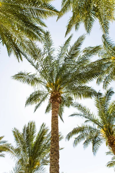Summer nature scene. coconut palm trees with blue sky — Stock Photo, Image
