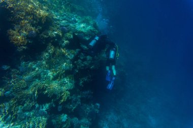 Yumuşak ve sert mercan şekilleri, sünger ve derin mavi okyanus dallarında çeşitli. Oturma temiz hasarsız mercan sarı, PIN, yeşil, mor ve kahverengi çeşitliliği.
