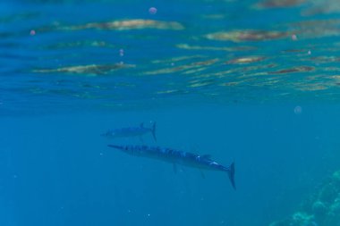 Coral reef ile temiz su içinde küçük bir balıkçı ve sualtı çekimi