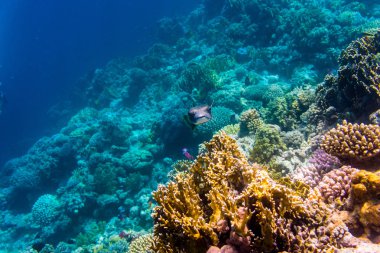 Coral reef ile temiz su içinde küçük bir balıkçı ve sualtı çekimi