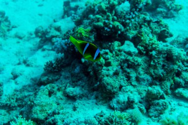 Derin deniz ya da okyanus sualtı mercan bir arka plan olarak ile