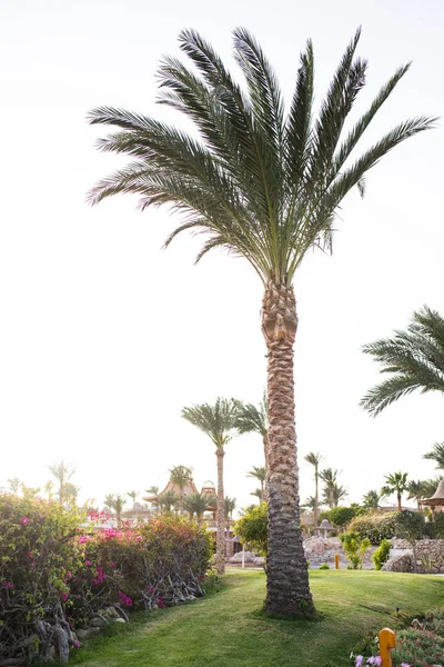 Palmiye ağacı Bahçe arka plan temiz Denizi üzerinde — Stok fotoğraf