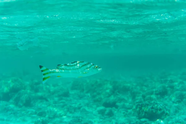 Underwater shot fishes in deep tropical sea