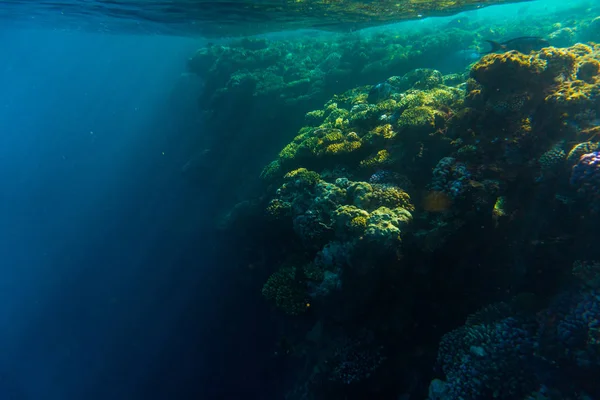 하드 산호와 홍 산호 암초 물고기 수 중 사진 — 스톡 사진