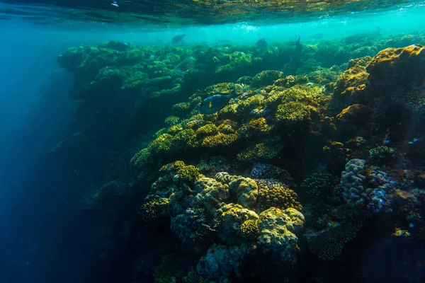 Red sea coral reef with hard corals, fishes underwater photo — Stock Photo, Image