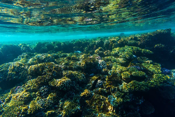 水中写真の魚、ハードコーラルと紅海のサンゴ礁 — ストック写真