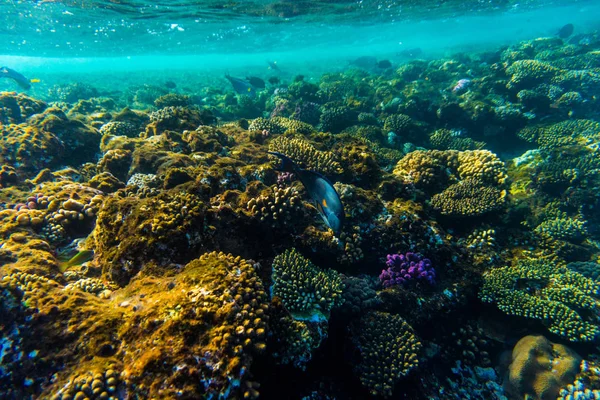 하드 산호와 바다 산호초 물고기 수 중 사진 — 스톡 사진