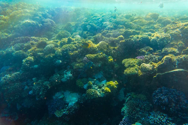 Ζωή τροπικό ωκεανό. Κοραλλιογενής ύφαλος γεμάτη ψάρια πλέει κάτω από την επιφάνεια του νερού. Ηλιαχτίδες φως μέσω κυματισμούς. — Φωτογραφία Αρχείου