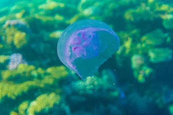 Tropiska havet liv. Korallrev är fulla av fisk flytande under vattenytan. Solstrålar ljus genom ringar. — Stockfoto