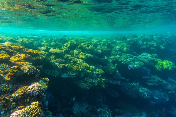 セイバードッグのサンゴと魚の水自然の下で海。海の動植物. — ストック写真