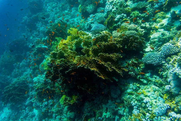 Θάλασσα κάτω από την φύση του νερού, με αυστηρότερος κοράλλια και ψάρια. Θαλάσσια χλωρίδα και πανίδα. — Φωτογραφία Αρχείου