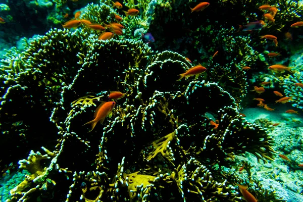 Sea under water nature, with reaf coral and fishes. Sea flora and fauna.