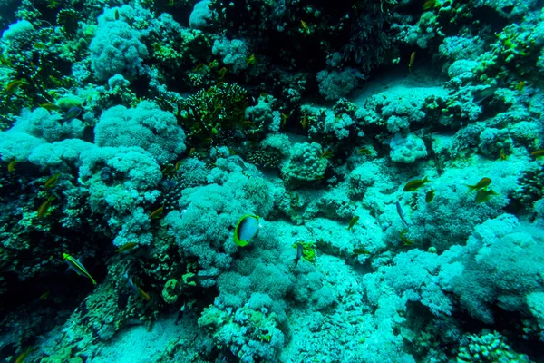 Meer unter Wasser Natur, mit Korallen und Fischen. Meeresflora und -fauna. — Stockfoto
