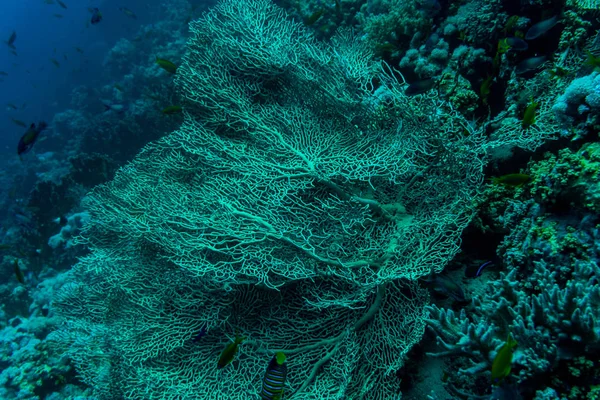 Mer sous l'eau nature, avec corail sourd et poissons. Flore et faune marines . — Photo