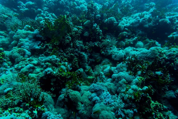 Θάλασσα κάτω από την φύση του νερού, με αυστηρότερος κοράλλια και ψάρια. Θαλάσσια χλωρίδα και πανίδα. — Φωτογραφία Αρχείου