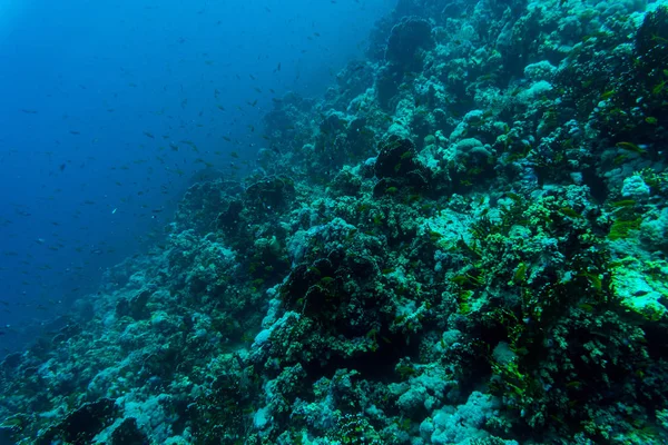 Mare sott'acqua natura, con coralli sordi e pesci. Flora e fauna marine . — Foto Stock