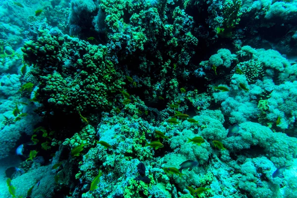 Mare sott'acqua natura, con coralli sordi e pesci. Flora e fauna marine . — Foto Stock