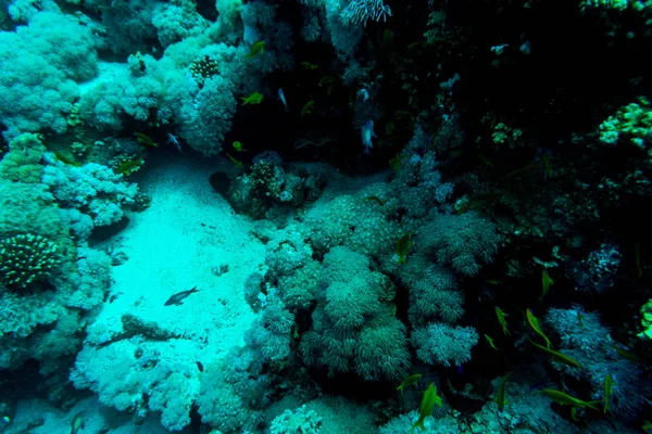 Море под водой, с кораллами и рыбами. Морская флора и фауна . — стоковое фото