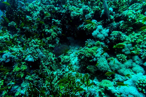 Laut di bawah air alam, dengan karang reaf dan ikan. Bunga laut dan fauna . — Stok Foto