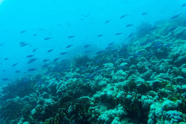 Reaf 산호와 물고기 물 자연 아래 바다. 바다 식물 상 및 동물군. — 스톡 사진