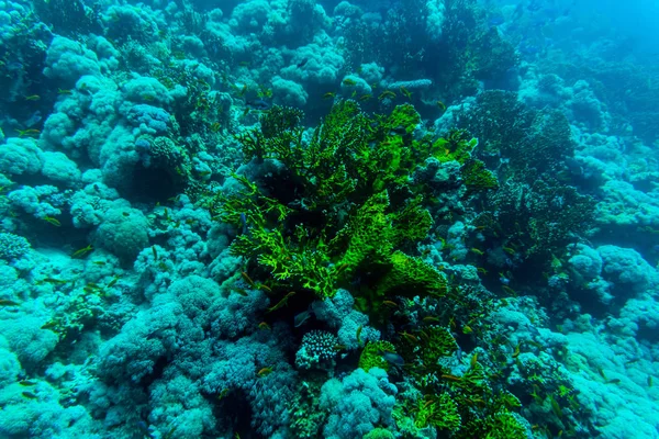 Mar bajo la naturaleza del agua, con coral y peces. Flora y fauna marinas . — Foto de Stock