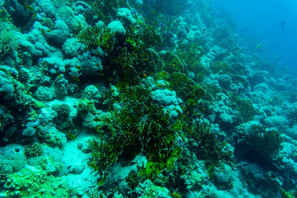 Mare sott'acqua natura, con coralli sordi e pesci. Flora e fauna marine . — Foto Stock