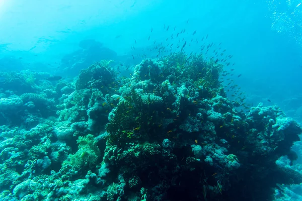 Varietà di forme coralline morbide e dure, spugne e rami nel profondo oceano blu. Giallo, pin, verde, viola e marrone diversità di vivere pulito coralli intatti . — Foto Stock