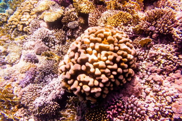Variedade de formas de corais macios e duros, esponjas e ramos no oceano azul profundo. Amarelo, pino, verde, roxo e marrom diversidade de viver limpo corais intactos . — Fotografia de Stock