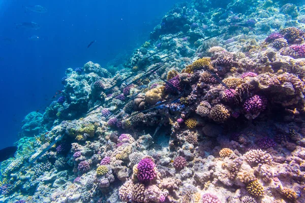 Tiro subaquático de recife de coral com um pequeno peixe em água limpa — Fotografia de Stock