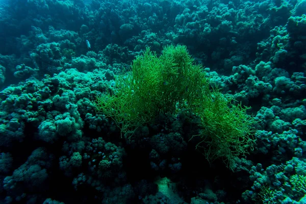 Tiefsee oder Ozean unter Wasser mit Korallenriff als Hintergrund — Stockfoto