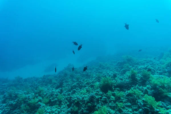 抽象的な水中シーン、サンゴと魚 — ストック写真