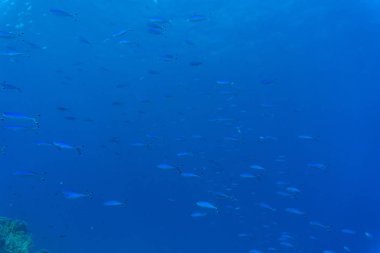 Berrak Denizi suda mercan