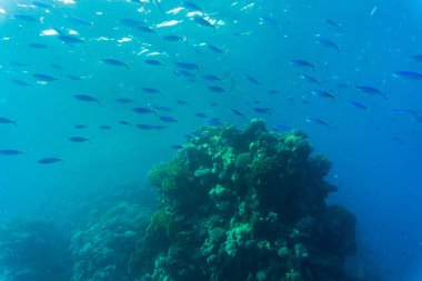 Berrak Denizi suda mercan