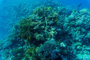 Berrak Denizi suda mercan