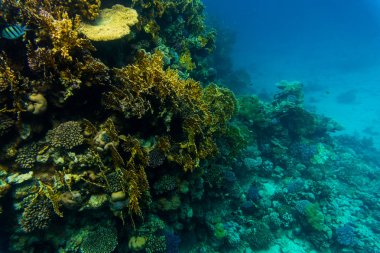 Dokunaçlı flathead Sharm El Sheih, mercan reaf üzerinde