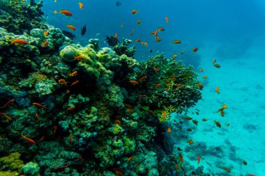 Tropikal balık üzerinde canlı mercan, sualtı sahne