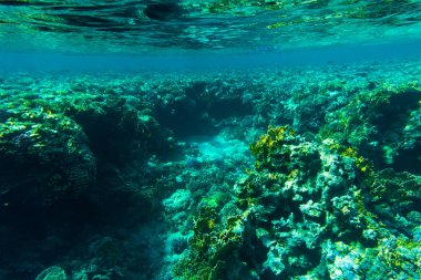 Mercan, Sharm El Sheikh, Mısır'dan balık. Deniz dünya.
