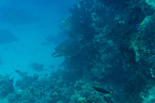 抽象的な水中シーン、サンゴと魚 — ストック写真