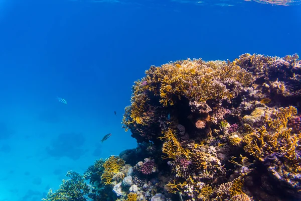 샴 엘 Sheih의 산호 reaf에 가오리 — 스톡 사진