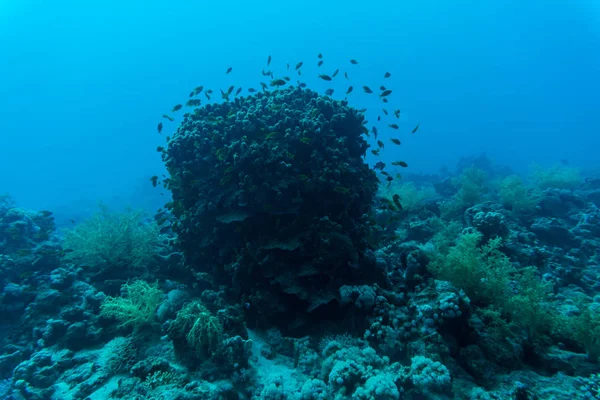 Czułki płaskiego na koral reaf Sharm El Sheih — Zdjęcie stockowe