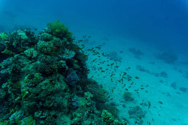 Poissons tropicaux sur le récif corallien vibrant, scène sous-marine — Photo