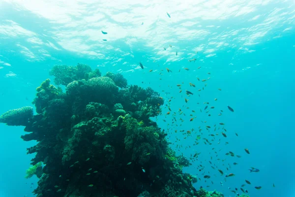 Tropische vissen op levendige Coral Reef, onderwater scène — Stockfoto