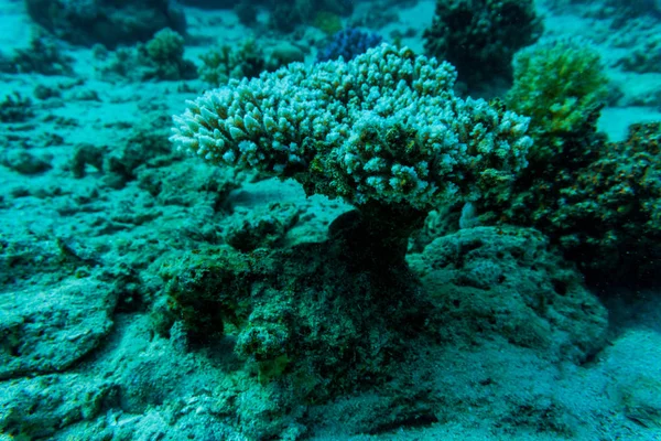 Stachelrochen auf Korallenriff von Sharm el Sheih — Stockfoto